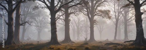 Obraz Misty dawn, ancient trees shrouded in fog, rustic charm, twilight, natural