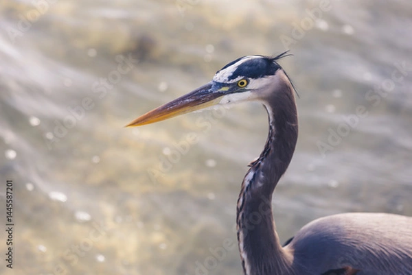 Fototapeta Blue Heron