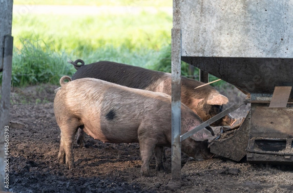 Fototapeta Domesticated pigs eating from a gravity pig feeder.