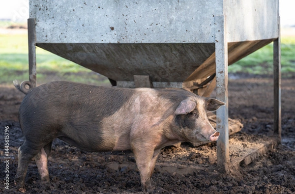 Fototapeta Domesticated pig in the mud in front of a gravity pig feeder.