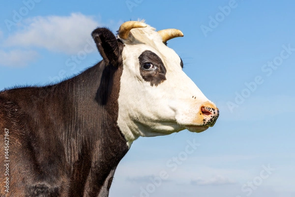 Fototapeta Portrait profil cow horned head, fleckvieh, white face black eye patches, blue sky