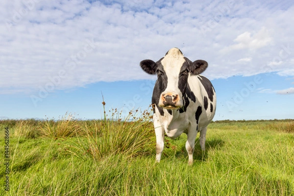 Fototapeta Cow black and white, approaching and looking for eye contact, milker cattle in green field, front view, blue sky