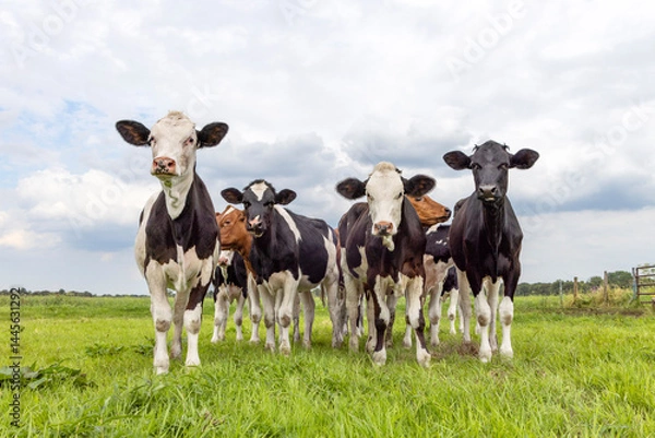 Obraz Groups cows black red and white, in a row side by side, front view in a field and cloudy blue sky