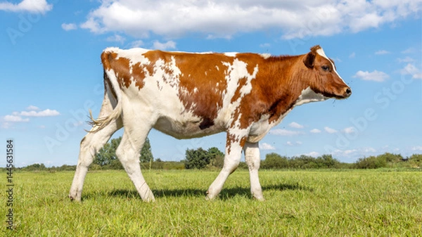 Obraz Young dairy cow calf passing in a field, red heifer, side view, a blue sky and green grass