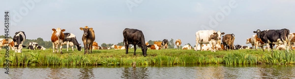 Obraz Group cows on edge of a creek, herd grazing in the pasture, wide view