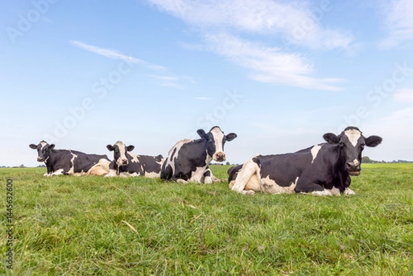 Obraz Four cows lying down in the field, authentic happy ruminating together, black and white