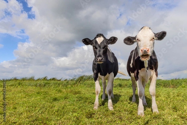 Obraz Two young cows, black and white, booing and wailing in a field under a blue cloudy sky