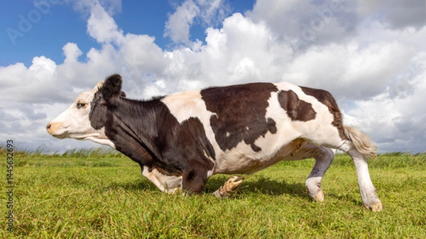 Obraz Kneeling cow or rising up, knees in the grass, getting down or up, black and white cow in a field under a blue sky