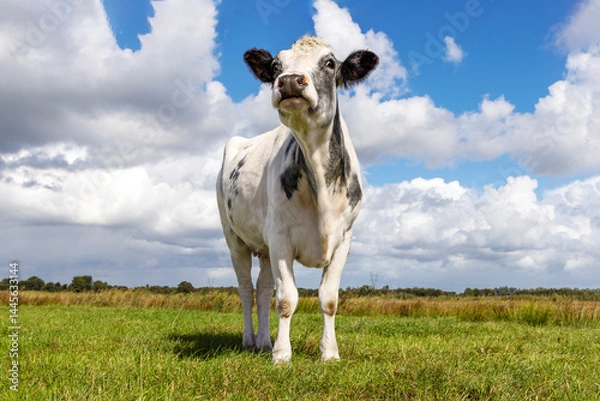 Obraz Happy cow, nose up, Belgian blue and holstein, grey and white, chin high in a green field