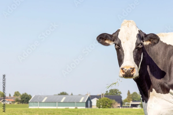 Obraz Cow head looking from the right side, black and white, right edge view, blue sky