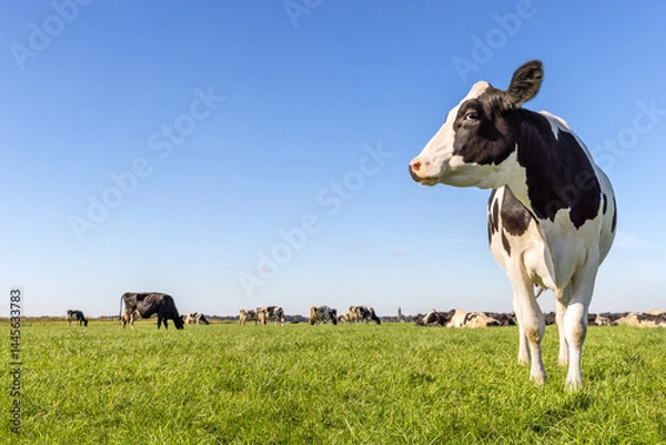 Obraz Cow at right edge side, holstein cattle, in a field, blue sky