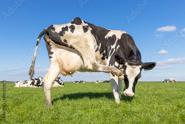 Obraz Cow scratching its eye itch, black and white and wobbling udder, green field and blue sky