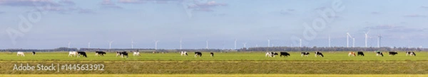 Obraz Cows grazing, a herd of cows  and wind turbines in a rural landscape