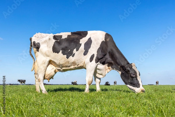 Obraz Mature cow grazing, udder large and full in a green grass field, eating quietly and calm