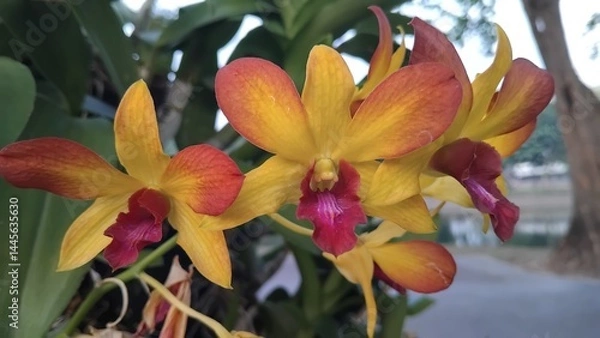 Fototapeta red and yellow flowers,  Sophrolaeliocattleya, Orchid.