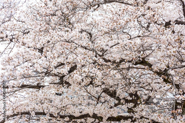 Fototapeta 桜（ソメイヨシノ）