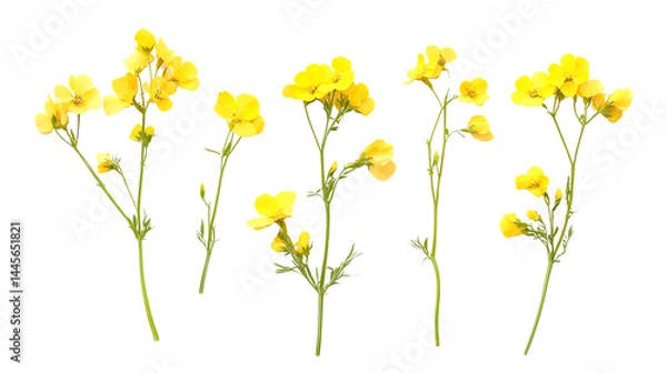 Fototapeta Rapeseed Flowers Top View on Transparent Background for Design Inspiration