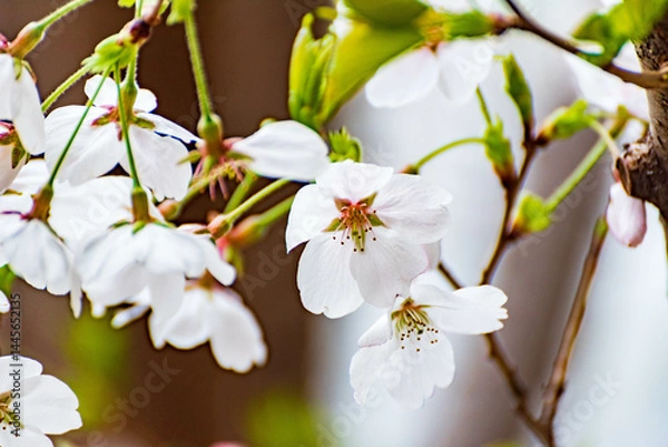 Fototapeta 桜（ソメイヨシノ）