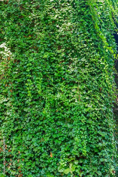 Fototapeta A Ivy climbing on House building covered with green ivy and white window,surrounded by leaves of ivy,brick wall covered with ivy..