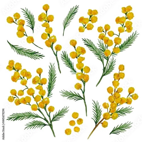 Fototapeta Watercolor composition with mimosa branches on a white background. Bright and spring botanical motif in natural green and yellow shades. Ideal for posters and interior, packaging, cosmetics, banners.