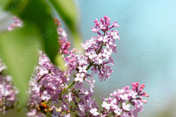 Obraz Springtime Symphony.. Beautiful  Lilac Blossoms in Bloom