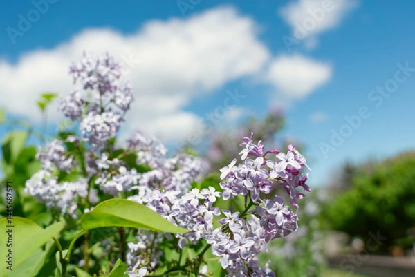 Obraz Springtime Symphony.. Beautiful  Lilac Blossoms in Bloom