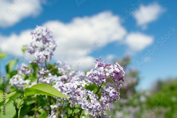 Obraz Springtime Symphony.. Beautiful  Lilac Blossoms in Bloom