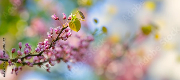 Obraz Springtime Symphony.. Beautiful  Cercis siliquastrum Blossoms in Bloom. Seasonal backgrounds