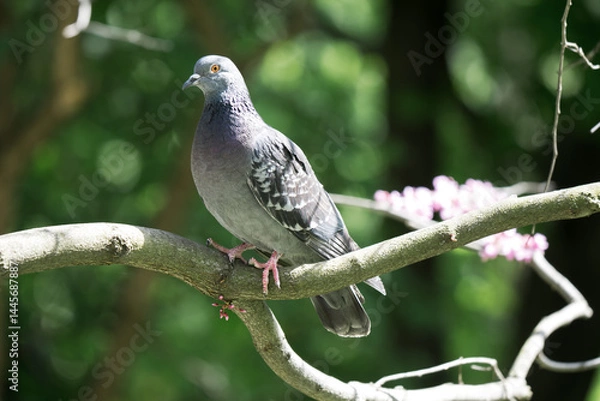 Obraz Pigeon bird on the tree. City park, springtime. Seasonal background