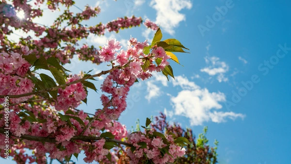 Obraz Springtime Symphony.. Beautiful  Sakura Blossoms in Bloom. Seasonal backgrounds