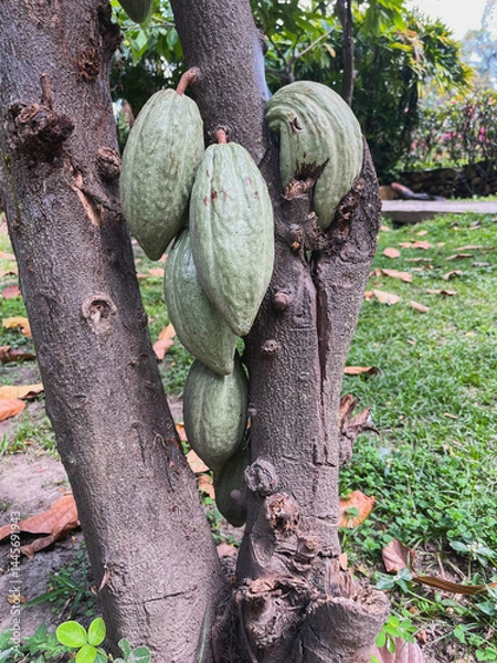 Obraz Criollo cocoa bean - cocoa fruit in the garden