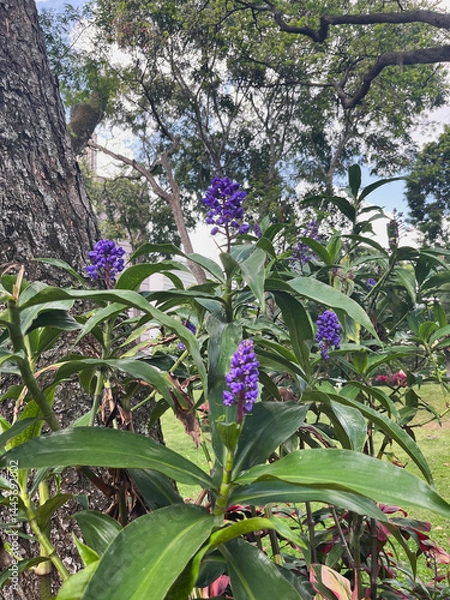 Obraz Ginger plant with beautiful blue or purple flowers and green leaves that grows wild