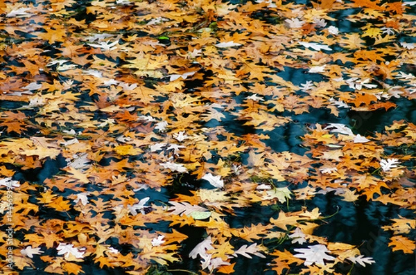 Obraz 600-26 Leaves on Water