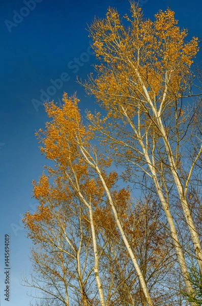 Obraz 600-07 Quaking Aspen Trees
