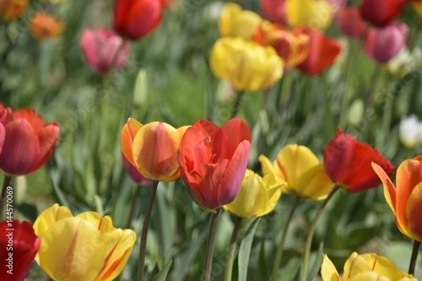 Obraz Wiese mit bunten Blumen