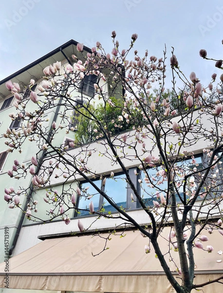 Fototapeta Spring Blossoms on a Beautiful Magnolia Tree Adjacent to a Contemporary Building Structure