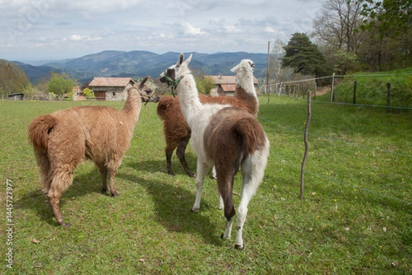 Obraz Trois lamas dans un pré