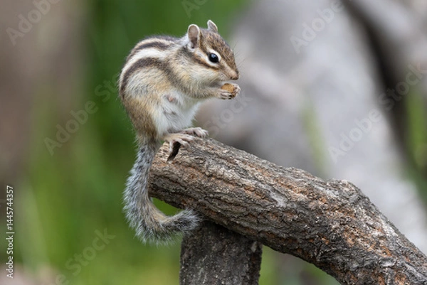 Obraz シマリス〜さいたま市りすの家〜