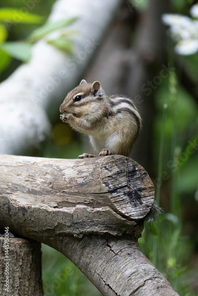 Obraz シマリス〜さいたま市りすの家〜