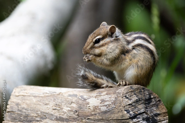 Obraz シマリス〜さいたま市りすの家〜