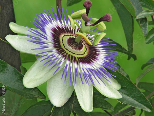 Obraz passionsblüte