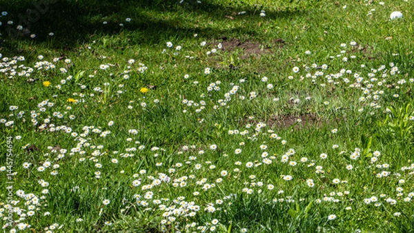 Fototapeta Graswiese mit kleinen weißen Blumen