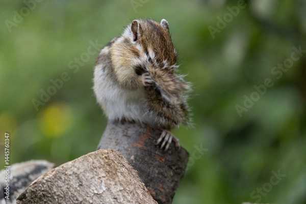 Obraz シマリス〜さいたま市りすの家〜
