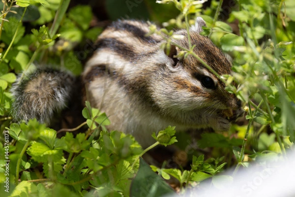 Obraz 新緑のシマリス