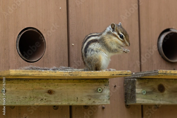 Obraz シマリス〜さいたま市りすの家〜