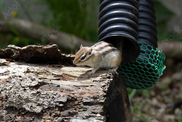 Obraz シマリス〜さいたま市りすの家〜