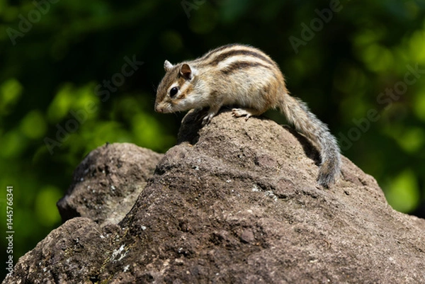 Obraz 新緑のシマリス