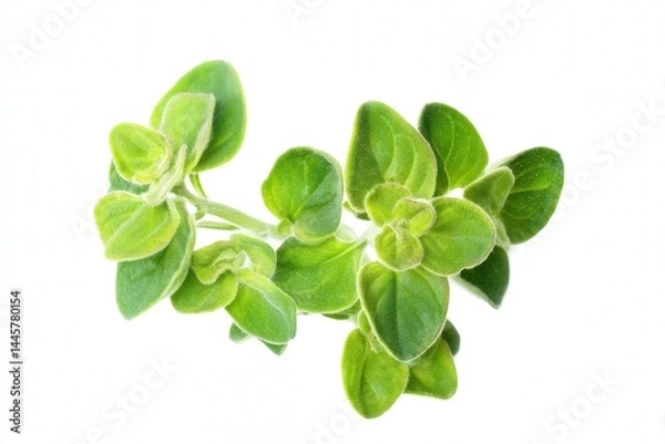 Fototapeta Top view of fresh oregano leaves on white background, aromatic green herb
