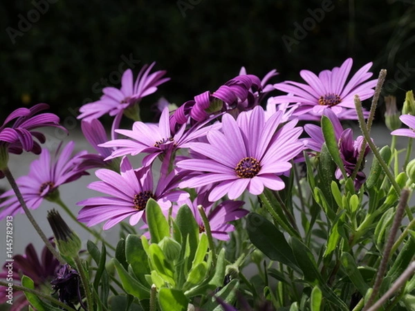 Obraz Kapmargeriten in Lila