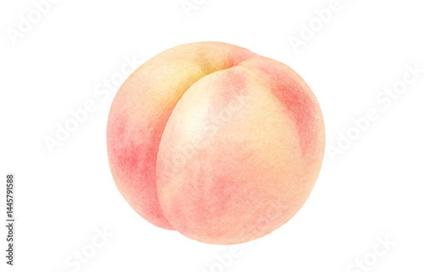 Fototapeta 桃のイラスト 水彩 白桃